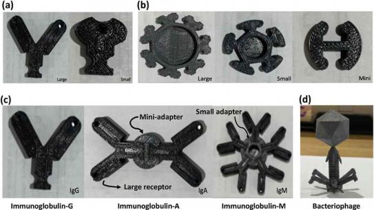 3D printed antibody models