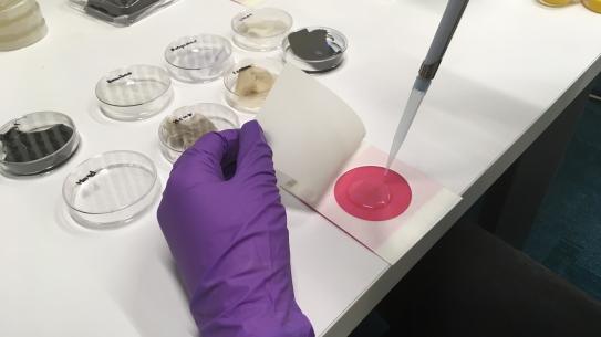 gloved hand and petri dishes gloved hand and petri dishes