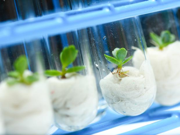 Biotechnology Growing Plants Biotechnology Growing Plants