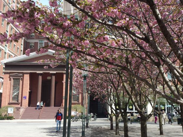 Springtime at MetroTech Commons cherry blossom tree in bloom at MetroTech Commons