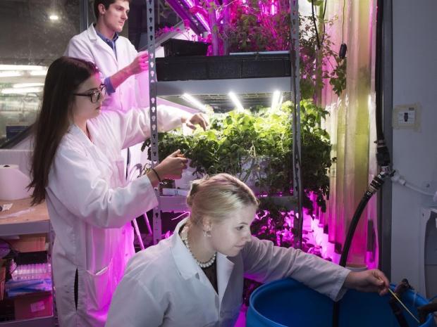 Students working in a vertical garden